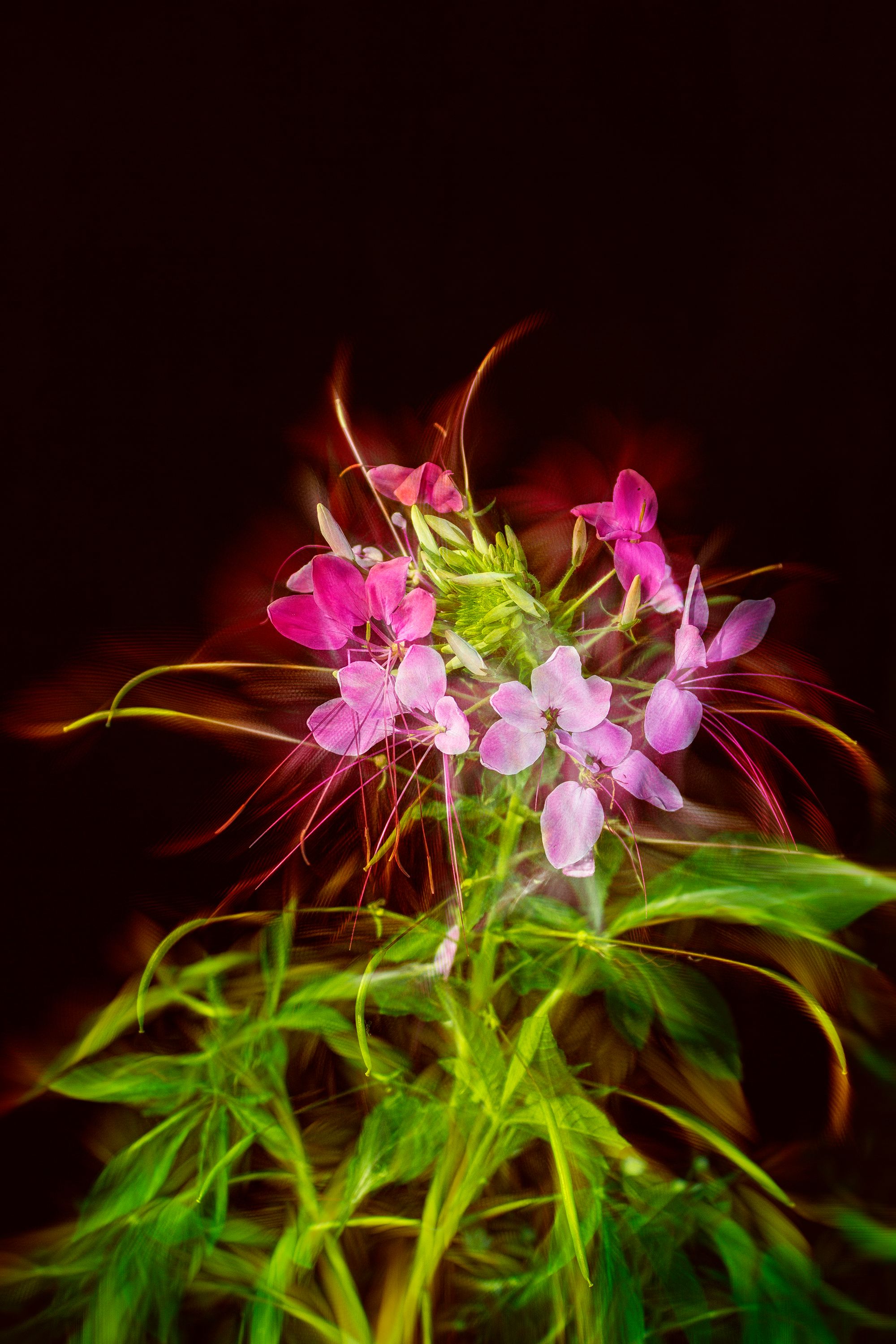 Cleome - art